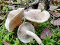 Lactarius_glyciosmus.jpg