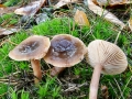 Lactarius_hepaticus.jpg