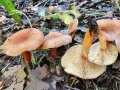 Lactarius_lacunarum.jpg