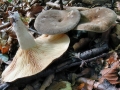 Lactarius_pterosporus.jpg