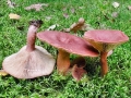 Lactarius rufus