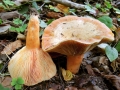 Lactarius_salmonicolor.jpg