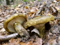 Lactarius turpis