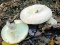 Lactarius_vellereus.jpg