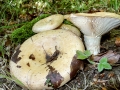 Lactarius zonarius