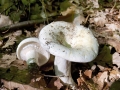 Lactifluus piperatus