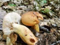 Lactifluus volemus