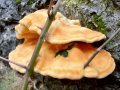 Laetiporus sulphureus