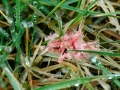 Laetisaria_fuciformis.jpg