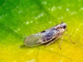 Laodelphax_striatella.jpg