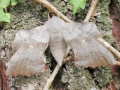 Laothoe_populi.jpg