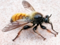 Laphria flava