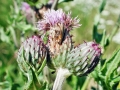 Larinus_spp.jpg