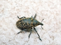 Larinus turbinatus