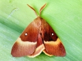 Lasiocampa quercus