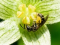Lasioglossum_calceatum_Gruppe.jpg