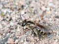 Lasioglossum_laticeps_Weibchen.jpg
