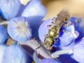 Lasioglossum_nitidulum_Weibchen.jpg
