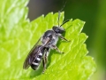 Lasioglossum sexnotatum
