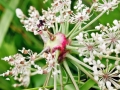 Lasioptera_carophila.jpg