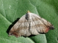 Laspeyria_flexula.jpg