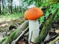 Leccinum_aurantiacum.jpg