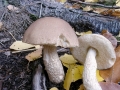 Leccinum cyaneobasileucum