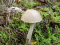 Leccinum_nucatum.jpg