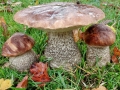 Leccinum_scabrum.jpg