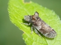 Ledra aurita
