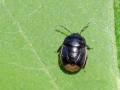 Legnotus_limbosus.jpg