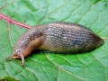 Lehmannia_marginata.jpg