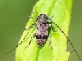 Leiopus linnei oder Leiopus nebulosus