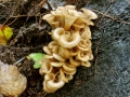 Lentinellus_cochleatus.jpg