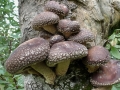 Lentinula novae-zelandiae