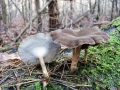 Lentinus_brumalis.jpg
