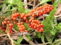 Leocarpus_fragilis.jpg
