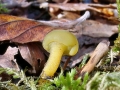 Leotia_lubrica.jpg