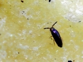 Lepidocyrtus cyaneus