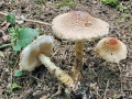 Lepiota_magnispora.jpg