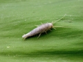 Lepisma_saccharina.jpg