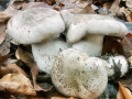 Lepista_panaeolus.jpg