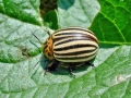 Leptinotarsa decemlineata