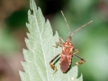 Leptoglossus occidentalis