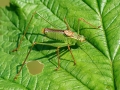 Leptophyes_punctatissima_Maennchen.jpg