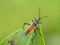 Leptopterna_dolabrata_Maennchen.jpg