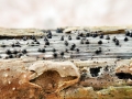 Leptosphaeria acuta