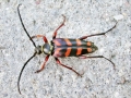 Leptura_aurulenta.jpg