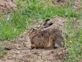 Lepus europaeus