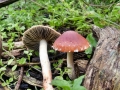Leratiomyces_ceres.jpg